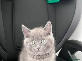 British Shorthair cats 9wk Old British Shorthair Boy (LAST ONE LEFT) - Advert 15