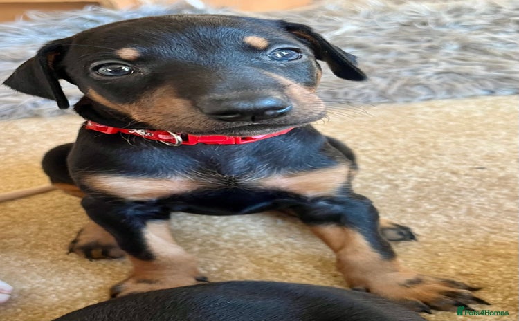 Dobermann dogs KC registered health tested Doberman puppies - Advert 1