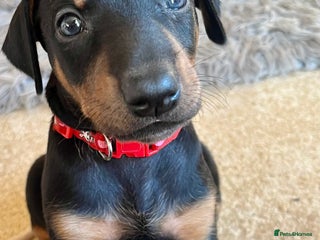 Dobermann dogs KC registered health tested Doberman puppies - Advert 1