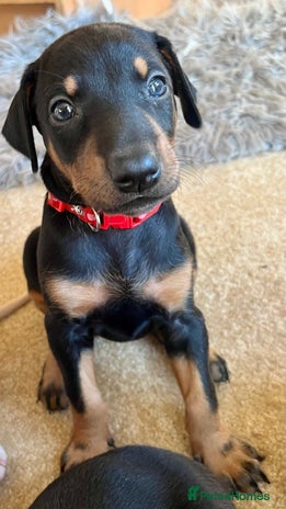 Dobermann dogs KC registered health tested Doberman puppies - Advert 1
