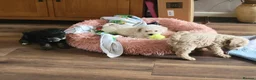 Mixed Breed dogs for sale: Cockerpoo/schnauzer - Advert 15