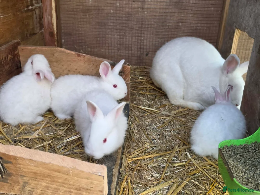 New Zealand rabbits for sale: Newzeland white  - Advert 3