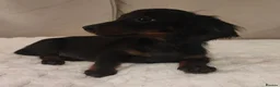 Miniature Dachshund dogs for sale: Long hair Miniature dachshund boy in Preston - Advert 7