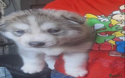 Siberian Husky dogs for sale: Siberian huskys - Image 6