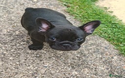 French Bulldog dogs for sale: Our beautiful puppies 😍 - Image 11