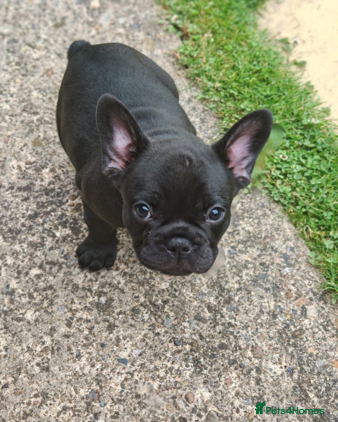 French Bulldog dogs for sale: Our beautiful puppies 😍 - Image 11