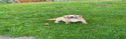 Mixed Breed dogs for sale: 2 year old girl needs a new loving home  in Maidstone - Advert 3