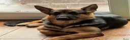 German Shepherd dogs for sale: Champion German Shepperd - Advert 1