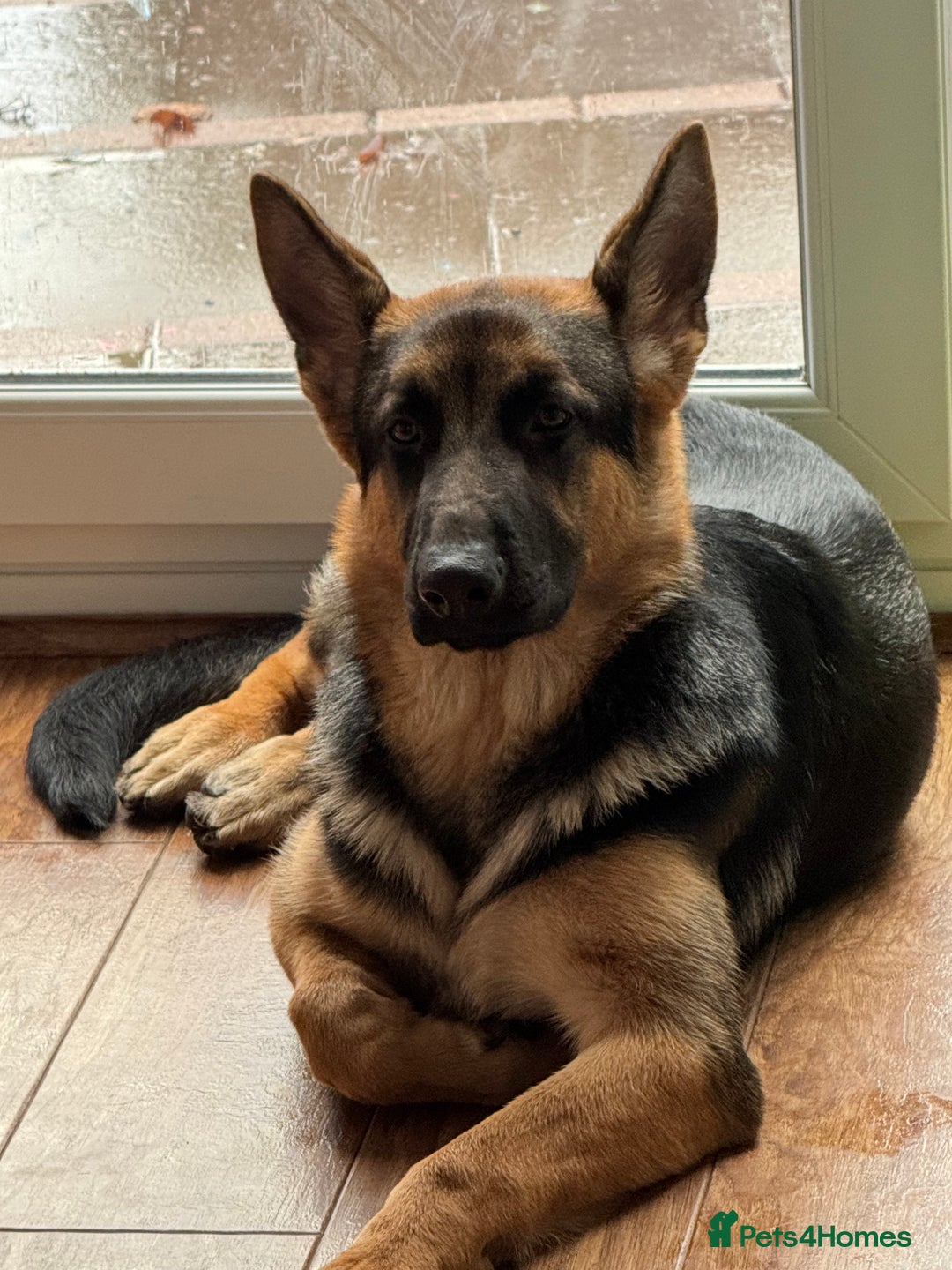 German Shepherd dogs for sale: Champion German Shepperd - Advert 1