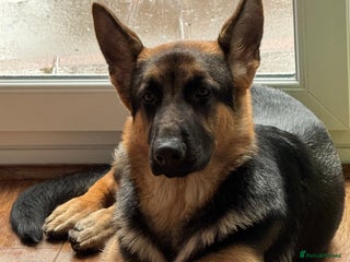 German Shepherd dogs Champion German Shepperd - Advert 2