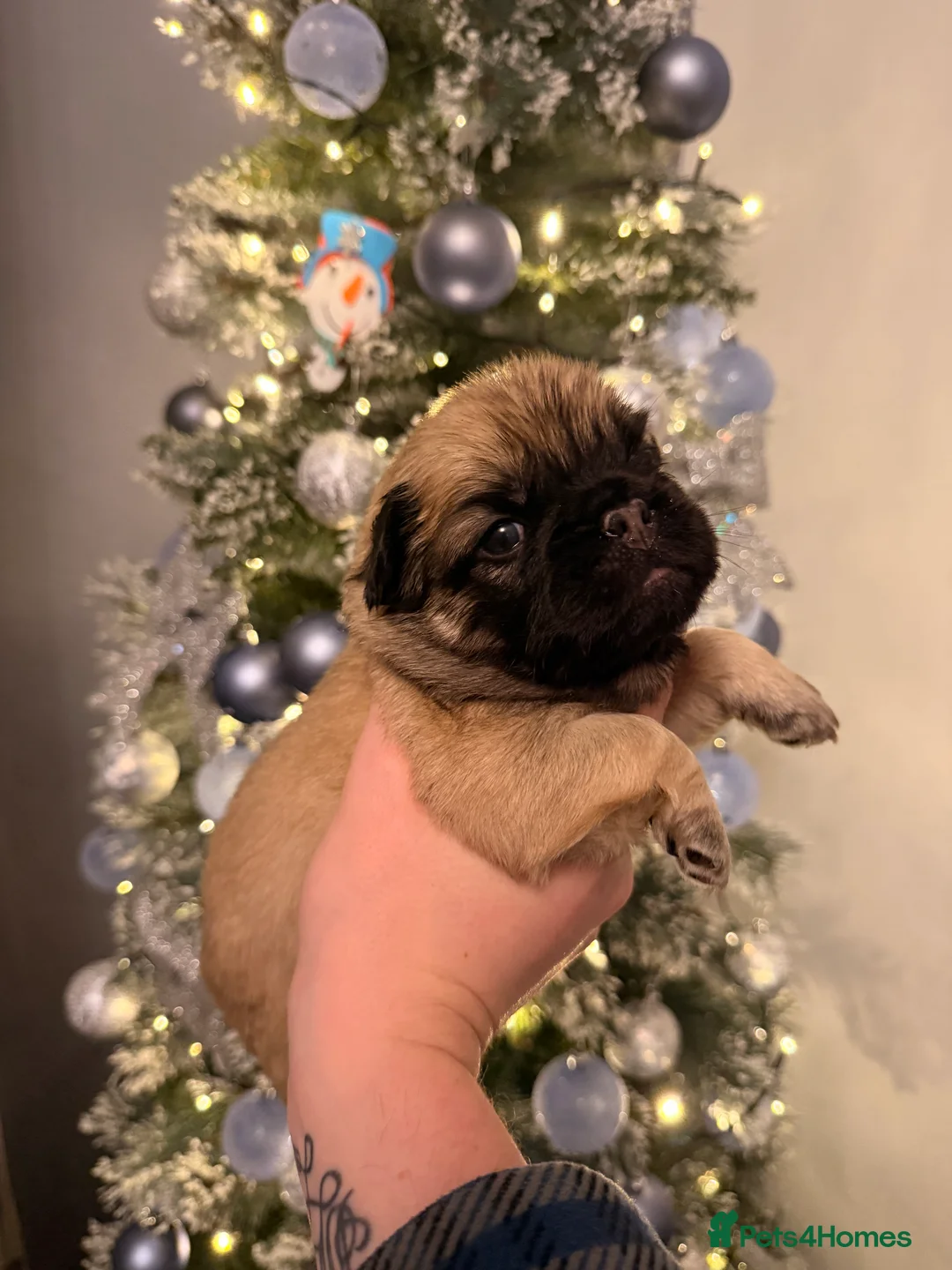 French Bulldog dogs for sale: Reduced 1 Female visual fluffy - Ready now - Advert 13