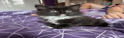 Mixed Breed cats for sale: Ready now Beautiful long haired kittens  - Advert 9
