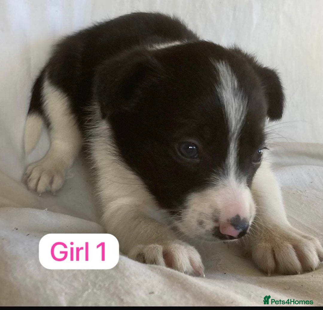 Border Collie dogs for sale: KC registered border collie puppies - Advert 9