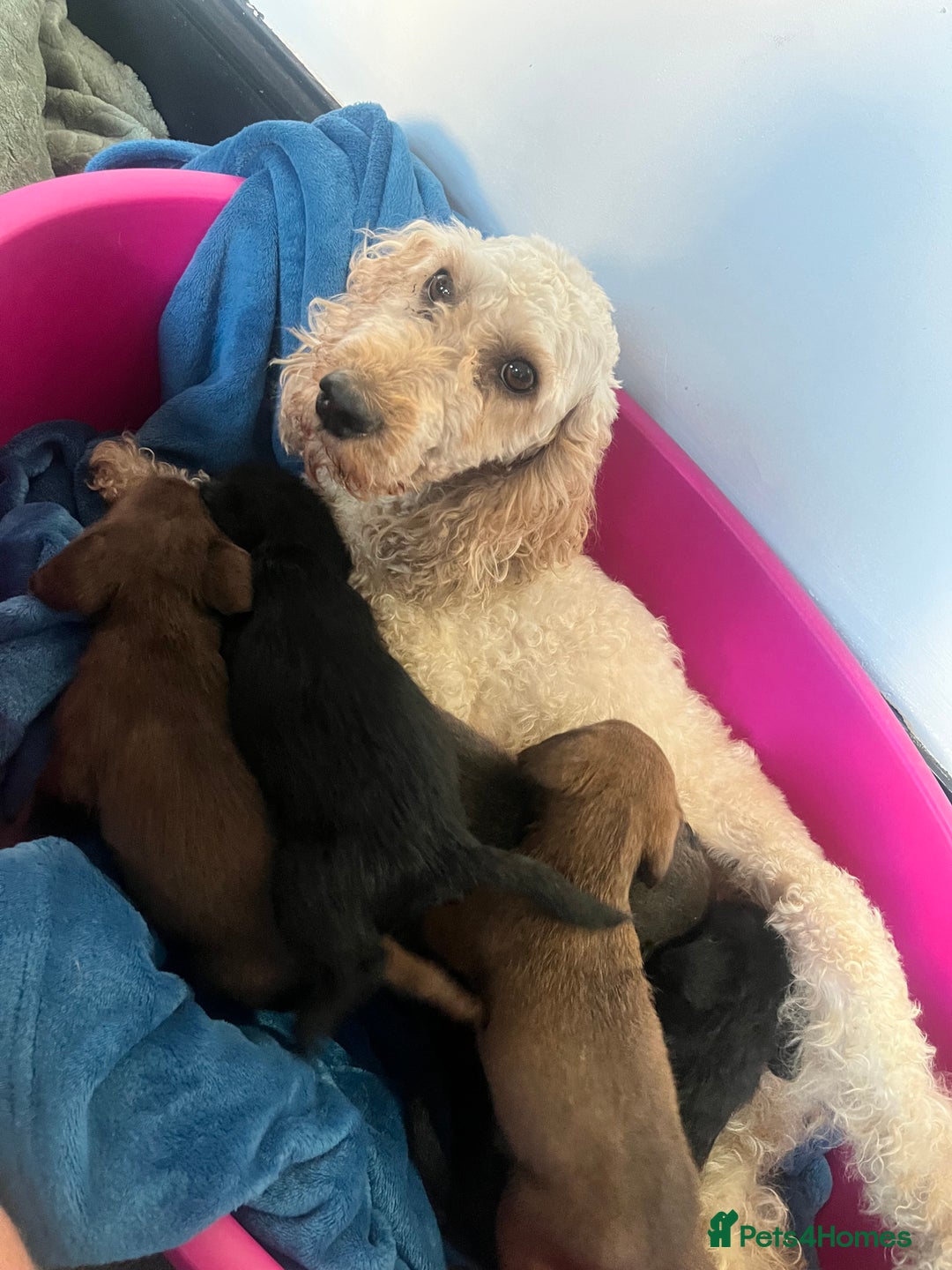 Cockapoo dogs for sale: Adorable cockapoo cross reduced last 2  - Image 20