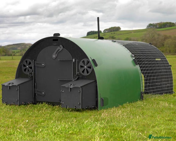 Chickens poultry - Advert 16