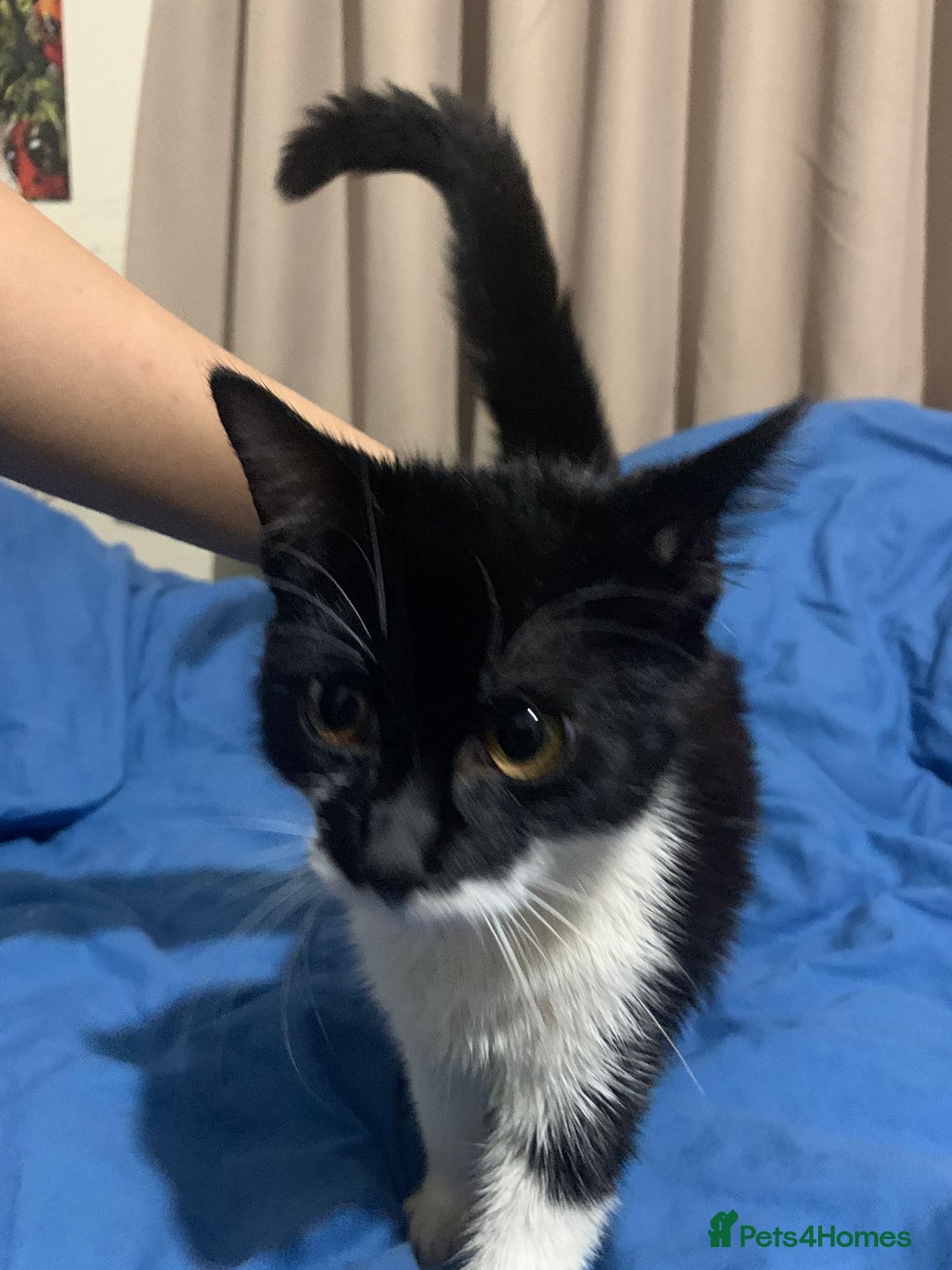 Mixed Breed cats for adoption: 4 lovely kittens looking for there forever home  - Advert 7