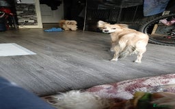 Mixed Breed dogs for sale: Pomchi x frenchie  - Image 5