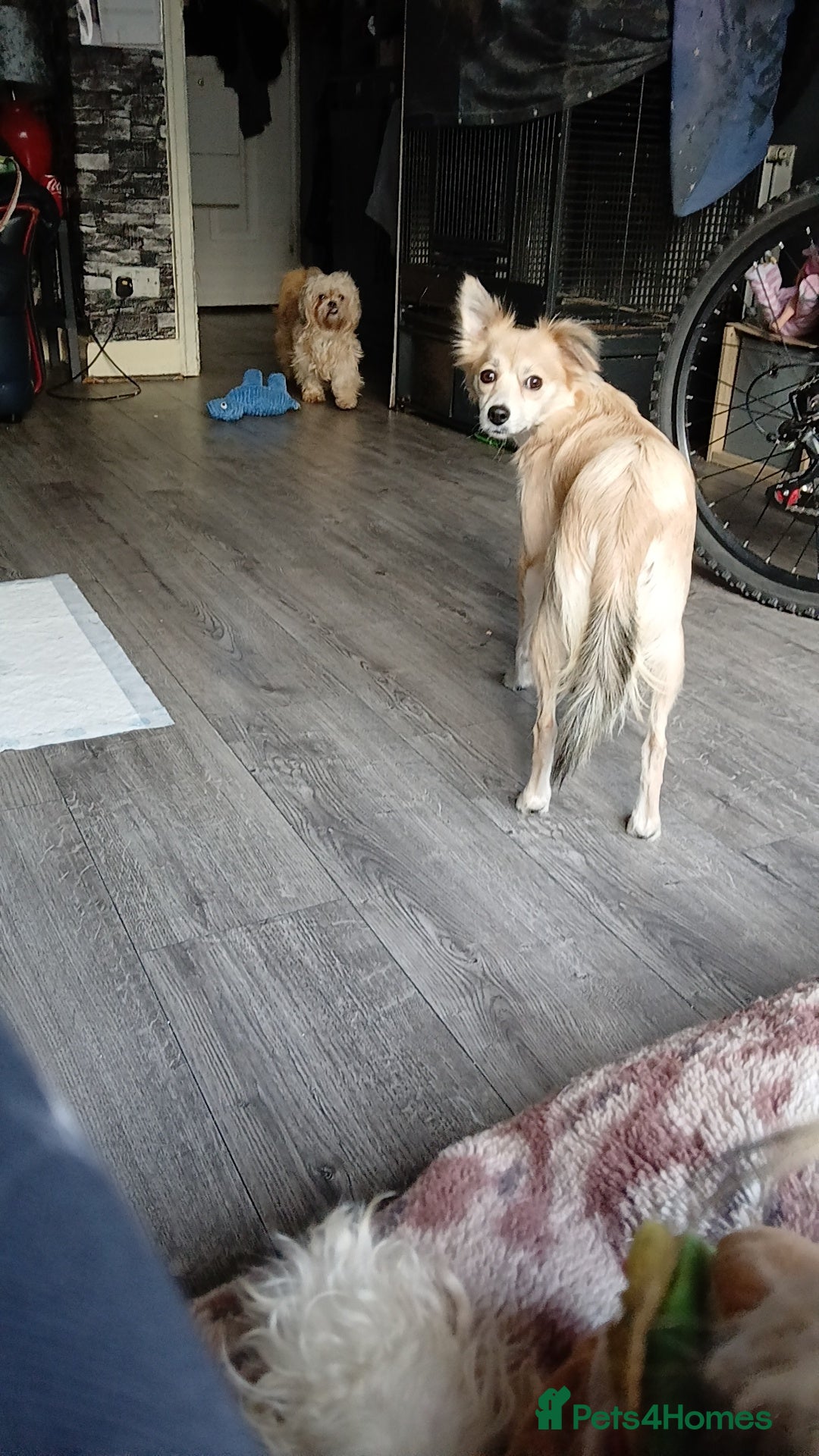 Mixed Breed dogs for sale: Pomchi x frenchie  - Image 5