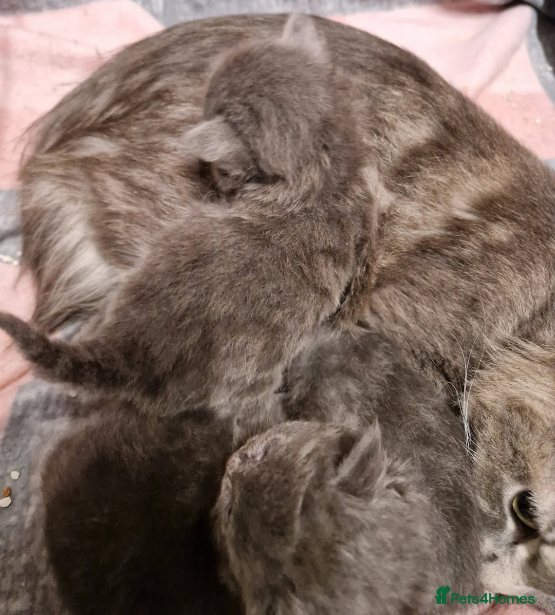 Mixed Breed cats for sale: beautiful male kitten - Advert 2