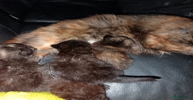 Mixed Breed cats - Advert 8