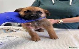 Mixed Breed dogs for adoption: 🫓Biscuit🫓 for adoption, coming into BUCKS  - Image 2