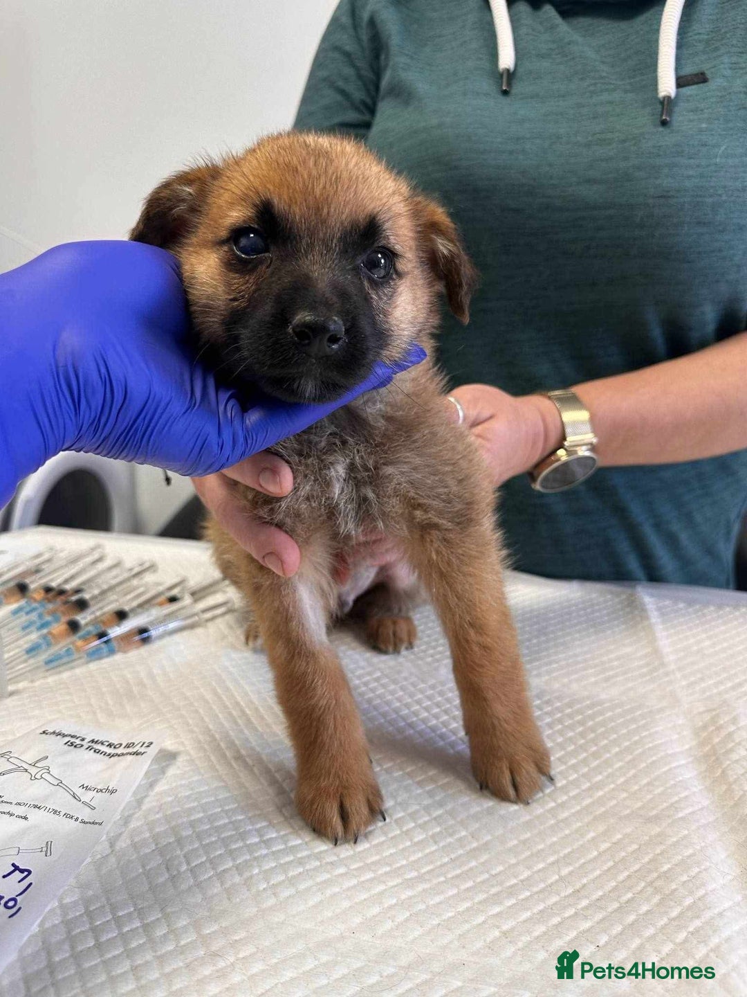 Mixed Breed dogs for adoption: 🫓Biscuit🫓 for adoption, coming into BUCKS  - Image 2