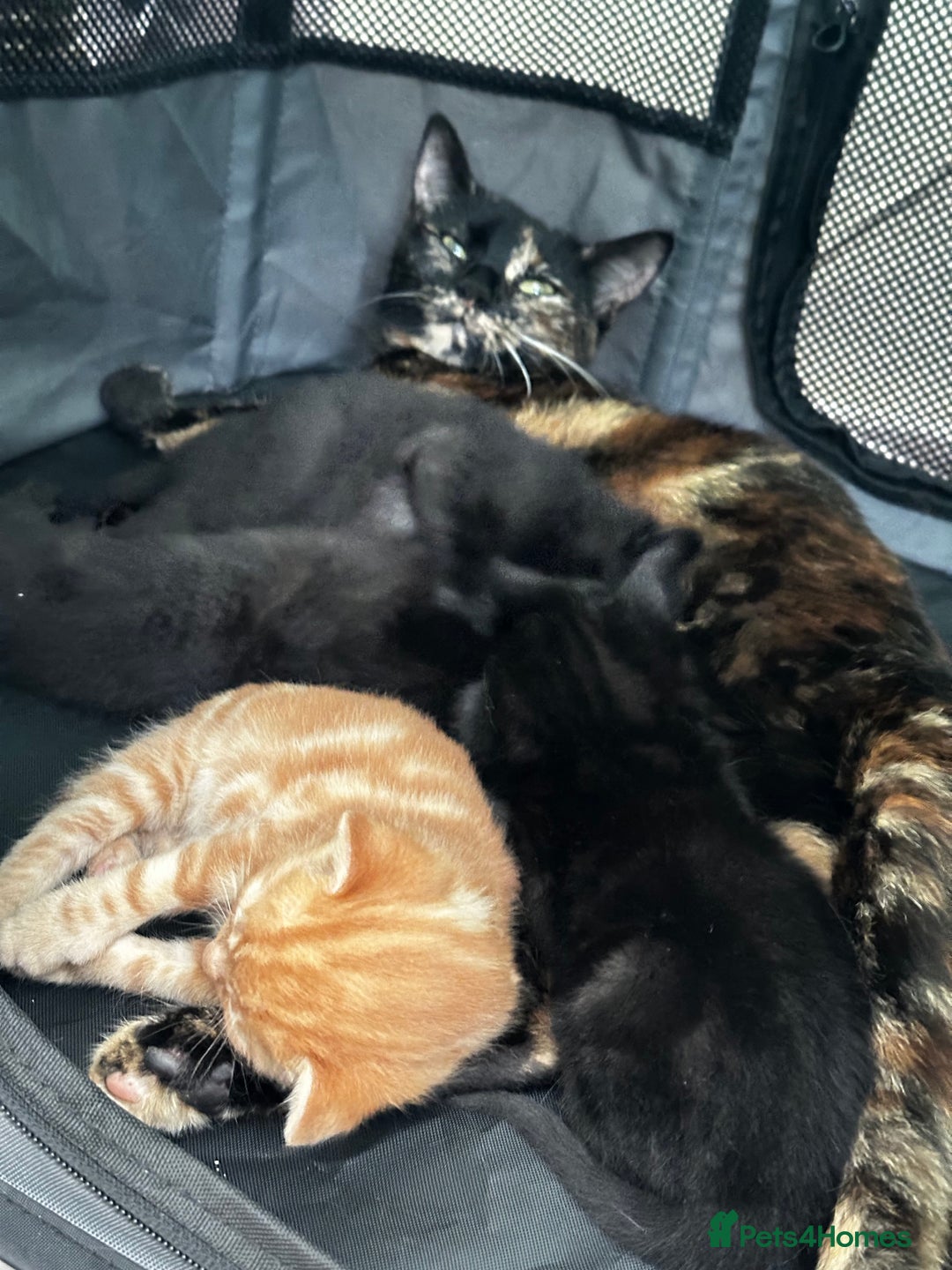 Mixed Breed cats for sale: Adorable little kittens looking for a new home - Image 6