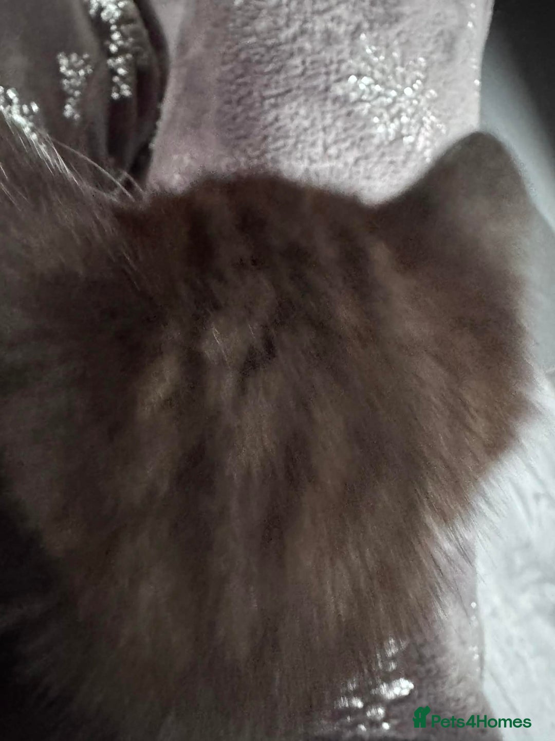 Mixed Breed cats for sale: Tonkinese cross kittens - Advert 9