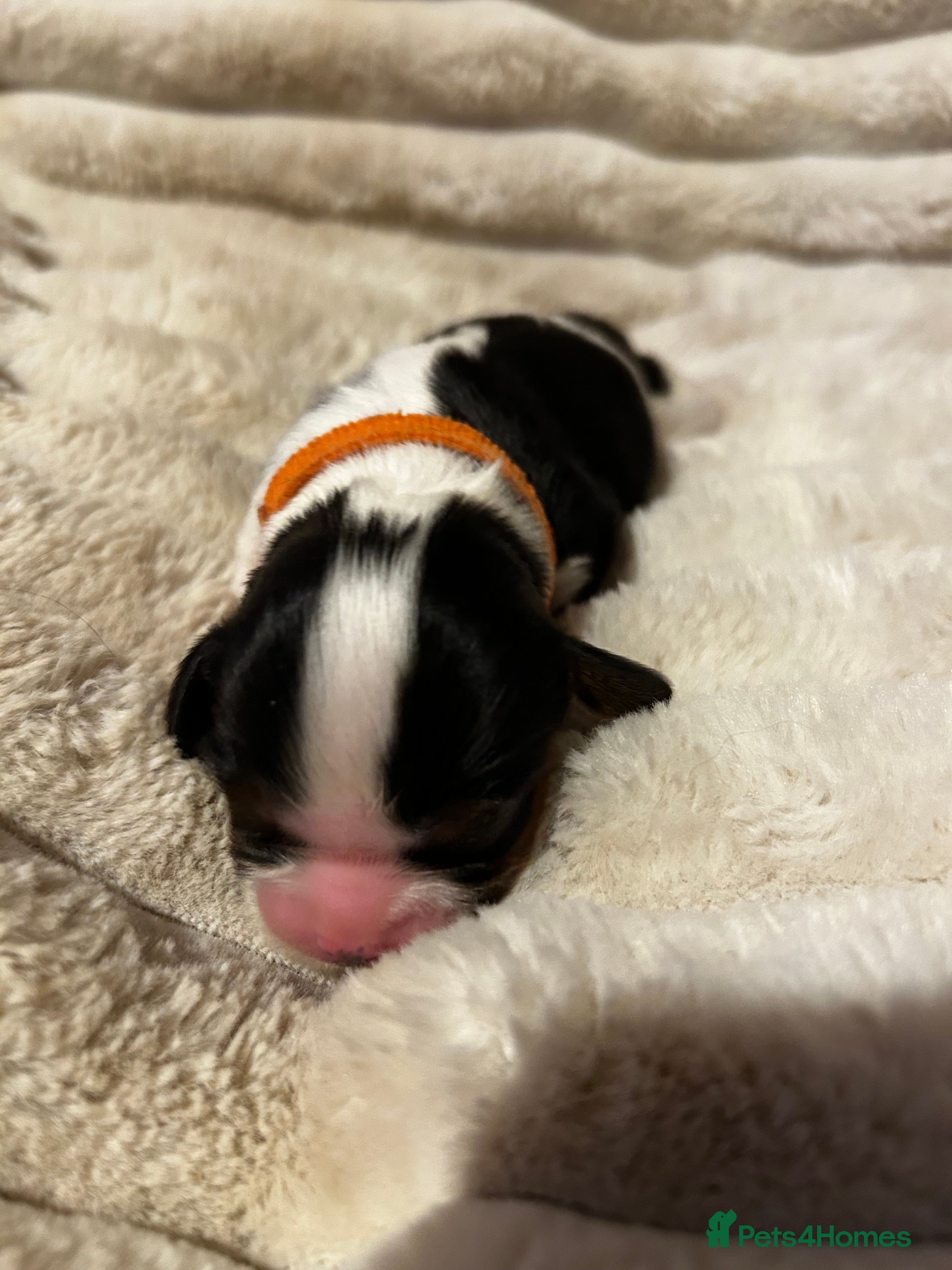 Cavalier King Charles Spaniel dogs Exceptional cavalier King Charles puppies  - Advert 2