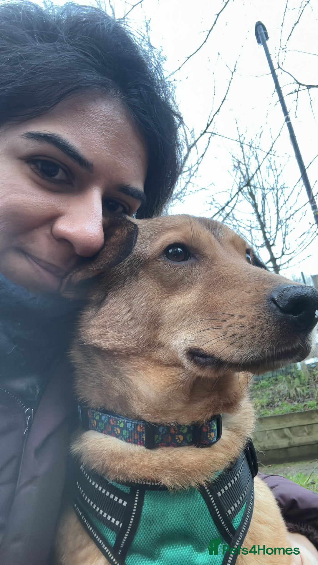 Mixed Breed dogs for adoption: Fajitas for adoption - Advert 6