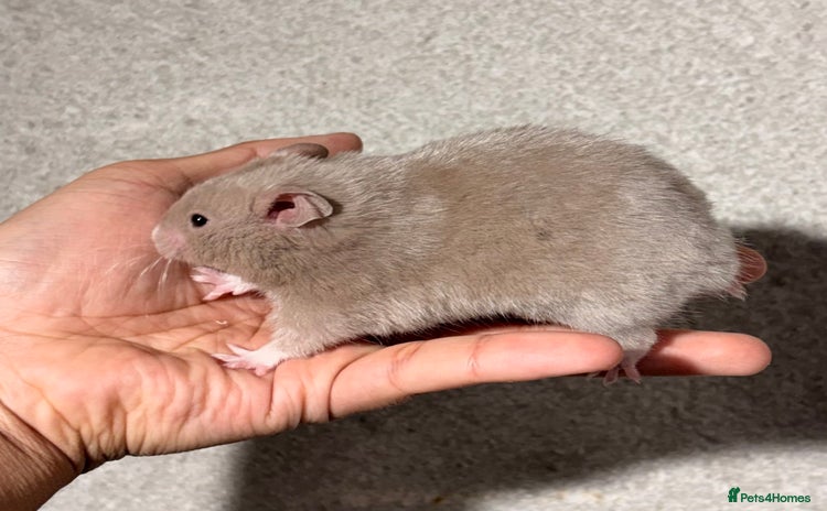 Hamster rodents - Advert 2