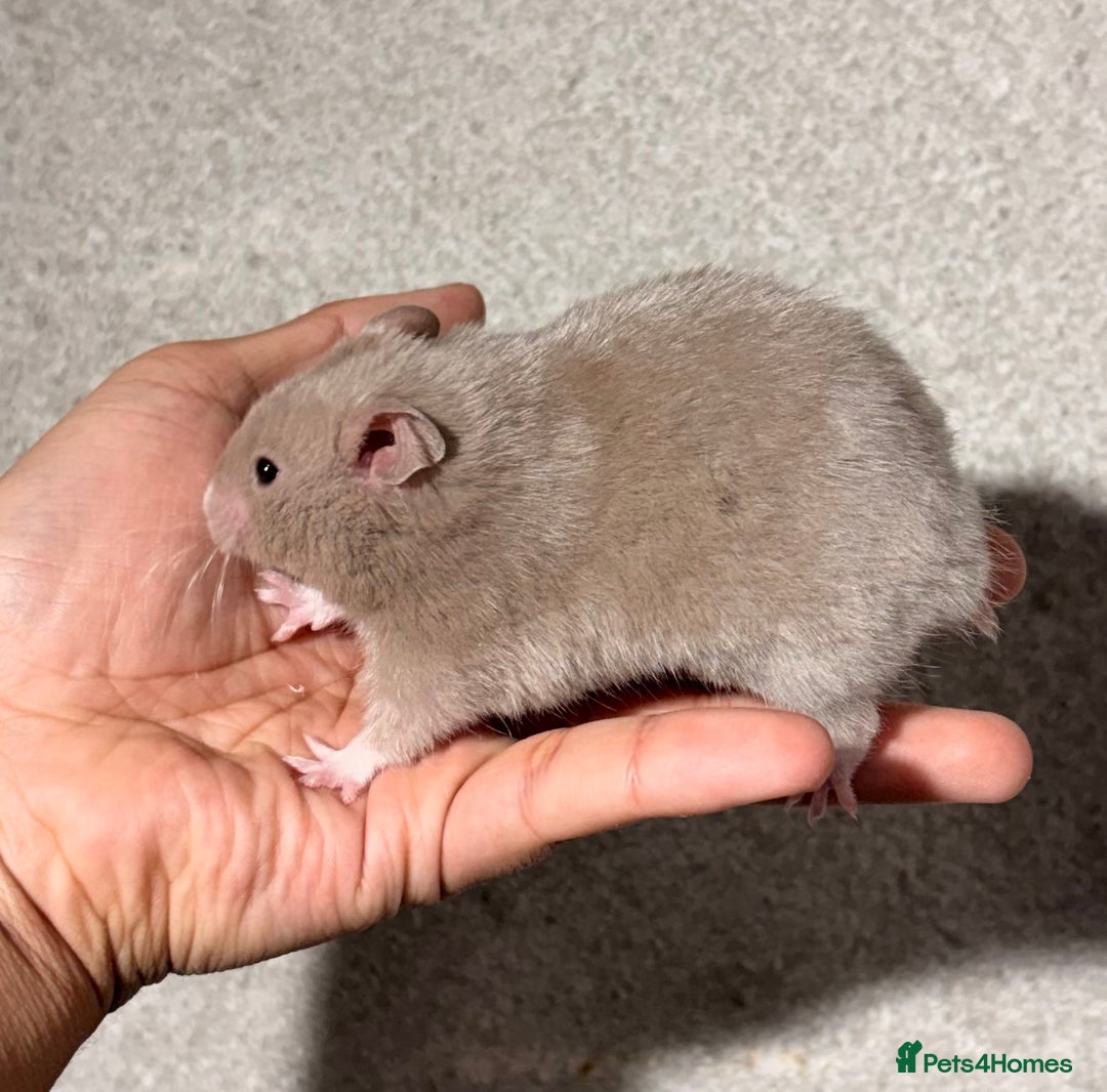 Hamster rodents for sale: BABY TAME PEDIGREE SYRIAN HAMSTER PUPS - Image 1
