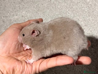 Hamster rodents - Advert 23