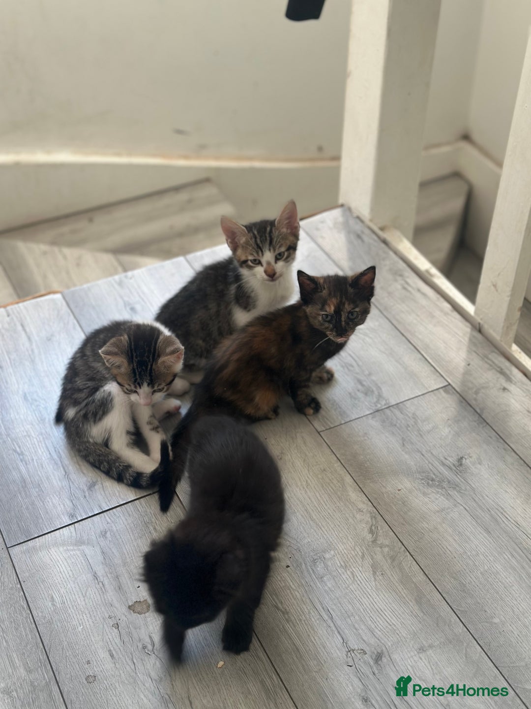 British Shorthair cats for sale: Ready for love - Image 11
