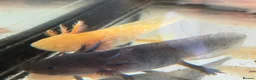 Axolotl reptiles for sale: Axolotl - Advert 3