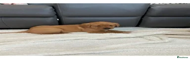 Labrador Retriever Puppy 1