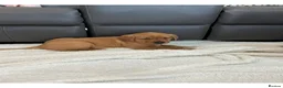 Labrador Retriever dogs for sale: For Red Labrador pups. KC REG/COUNCIL LICENSED  - Advert 5