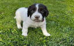 Sprocker dogs for sale: Sprocker Puppies - Image 27
