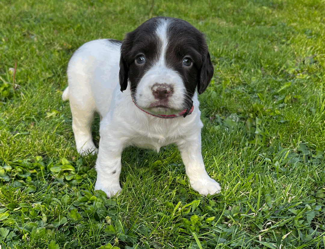 Sprocker dogs for sale: Sprocker Puppies - Image 27