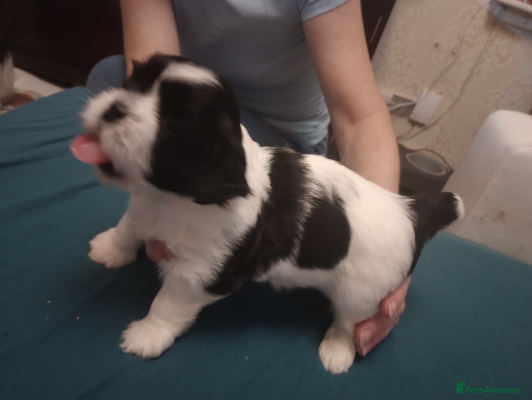 Shih Tzu dogs for sale: Adorable shih-tzu puppies - Advert 8