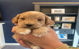 Cavapoo dogs for sale: F1B CAVAPOO PUPPIES  - Image 10