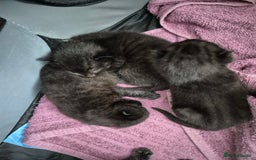 Mixed Breed cats for sale: Beautiful mixed kittens  - Image 7
