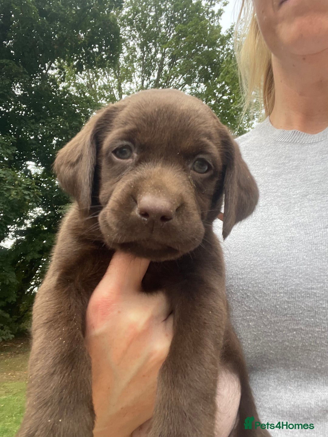Labrador Retriever dogs for sale: 5 ⭐️  **  CHOCOLATE KC REG VET CHECKED, 1ST VAC - Advert 12
