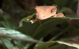 Gecko reptiles for sale: Two beautiful crested geckos - Image 2