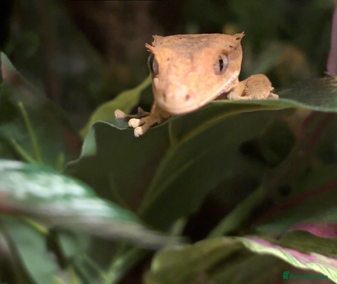 Gecko reptiles for sale: Two beautiful crested geckos - Image 2