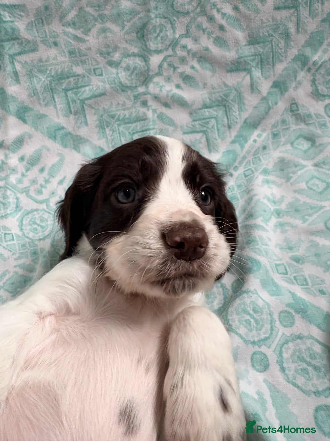 Cocker Spaniel dogs for sale: 2 cocker spaniel puppies for Sale - Advert 12