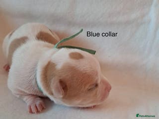 Chihuahua dogs Beautiful Chihuahua pups - Advert 7