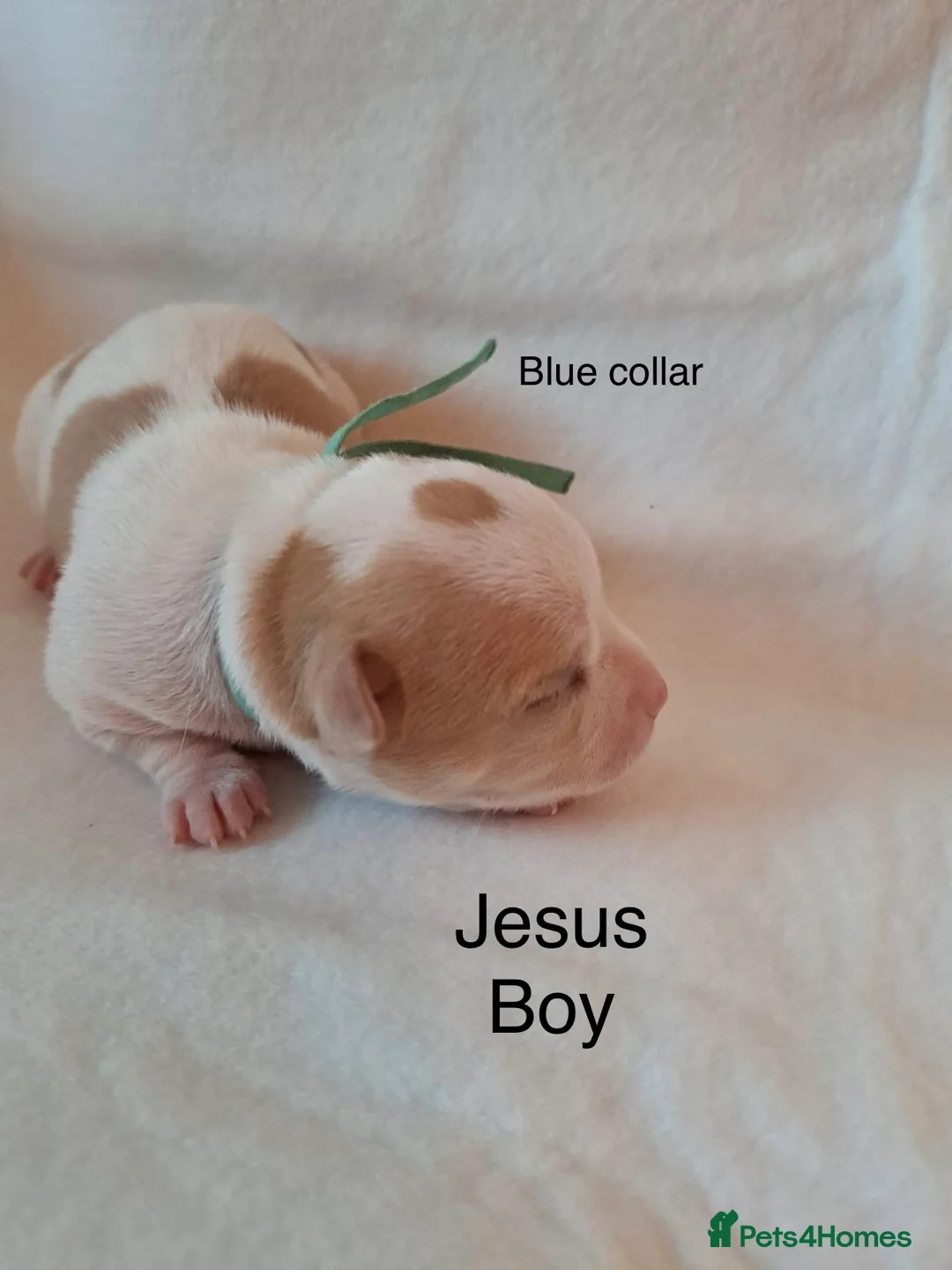 Chihuahua dogs for sale: Beautiful Chihuahua pups 1 Boy left  - Advert 4