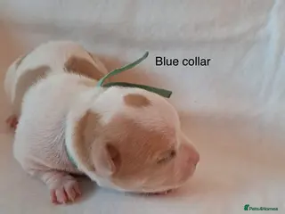 Chihuahua dogs Beautiful Chihuahua pups - Advert 6