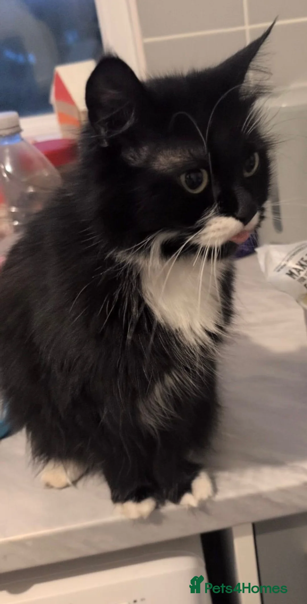 Mixed Breed cats for sale: British short hair mixed with main coon  - Advert 2